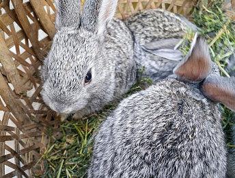 日本网友分享：《生化危机8》抗日神剧鬼子MOD